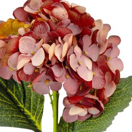 Букет "Гортензия крупнолистная" бордо, изображение 3 ᐒ купить на  ❤ Like7km.com.ua