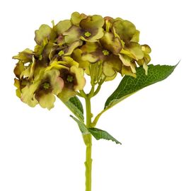 Букет "Гортензия комнатная" салатовая, изображение 2 ᐒ купить на  ❤ Like7km.com.ua