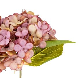 Цветы "Гортензия пастельная", изображение 3 ᐒ купить на  ❤ Like7km.com.ua