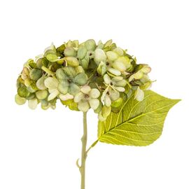 Цветы "Гортензия салатовая", изображение 2 ᐒ купить на  ❤ Like7km.com.ua