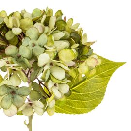 Цветы "Гортензия салатовая", изображение 3 ᐒ купить на  ❤ Like7km.com.ua