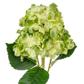 Букет гортензий, 5 бутонов, зеленый, 52 см, изображение 3 ᐒ купить на  ❤ Like7km.com.ua