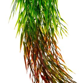 Искусственная ампельная ветвь, зелено-коричневая, 92 см, изображение 3 ᐒ купить на  ❤ Like7km.com.ua