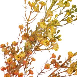 Ветка сухоцвета полевого оранжевая, изображение 2 ᐒ купить на  ❤ Like7km.com.ua