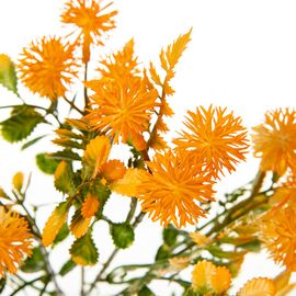 Букет Астры, оранжевый, изображение 2 ᐒ купить на  ❤ Like7km.com.ua