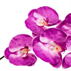 Орхидея малиновая 137см, изображение 3 ᐒ купить на  ❤ Like7km.com.ua