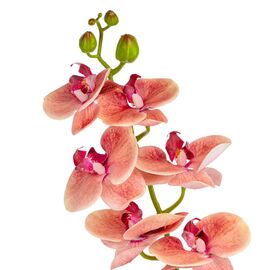 Искусственная орхидея, розовая, 75 см, изображение 3 ᐒ купить на  ❤ Like7km.com.ua