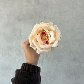 Головка розы, кремовая, 10 см, изображение 4 ᐒ купить на  ❤ Like7km.com.ua