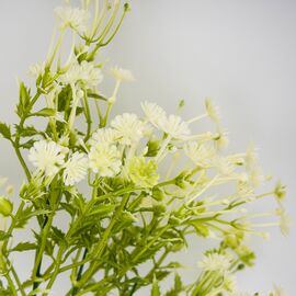 Искусственная ветвь "Гипсофила", белая, 35 см, изображение 3 ᐒ купить на  ❤ Like7km.com.ua