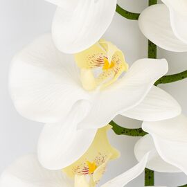 Искусственная орхидея, кремовая, 95 см, изображение 3 ᐒ купить на  ❤ Like7km.com.ua