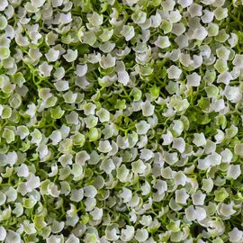 Искусственный фитомодуль "Самшит белый", 60*41 см СПАСЕННАЯ ПОЗИЦИЯ, изображение 5 ᐒ купить на  ❤ Like7km.com.ua