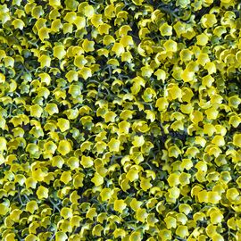 Искусственный фитомодуль "Самшит золотой", 60*41 см СПАСЕННАЯ ПОЗИЦИЯ, изображение 5 ᐒ купить на  ❤ Like7km.com.ua