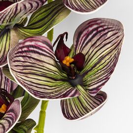 Латексная орхидея, зелено-бордовая, 76 см СПАСЕННАЯ ПОЗИЦИЯ, изображение 3 ᐒ купить на  ❤ Like7km.com.ua