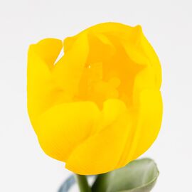 Искусственный тюльпан с эффектом живого прикосновения, желтый, 45 см, изображение 3 ᐒ купить на  ❤ Like7km.com.ua