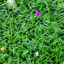 Фитомодуль искусственный "Травка", 40*60 cм, изображение 5 ᐒ купить на  ❤ Like7km.com.ua