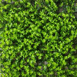 Фитомодуль искусственный "Самшит", 50*50 cм, изображение 3 ᐒ купить на  ❤ Like7km.com.ua