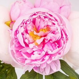 Букет пионов, 7 бутонов, пудрово-лиловый, 28 см СПАСЕННАЯ ПОЗИЦИЯ, изображение 2 ᐒ купить на  ❤ Like7km.com.ua