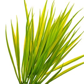 Куст травы зелёно-желтый искусственный, изображение 2 ᐒ купить на  ❤ Like7km.com.ua
