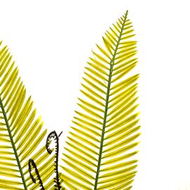 Куст папоротника желто-оливковый коротколистный искусственный, изображение 2 ᐒ купить на  ❤ Like7km.com.ua