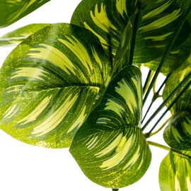 Ветка Филодендрона, изображение 2 ᐒ купить на  ❤ Like7km.com.ua