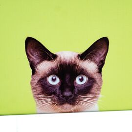 Набор коробок "Кошкин дом" 3шт, изображение 2 ᐒ купить на  ❤ Like7km.com.ua