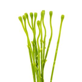 Флористическая основа "Стебель", 45 см, изображение 2 ᐒ купить на  ❤ Like7km.com.ua