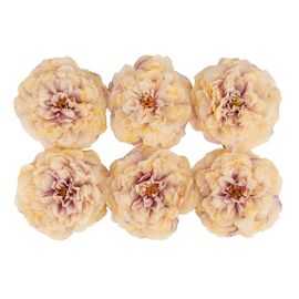 Головка пиона, бежево-сиреневая, 17 см, изображение 2 ᐒ купить на  ❤ Like7km.com.ua