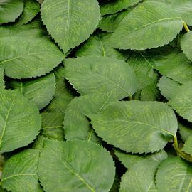 Искусственные листья розы, зелёные, 250 г, изображение 2 ᐒ купить на  ❤ Like7km.com.ua