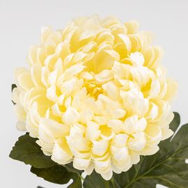 Искусственная хризантема, кремовая, 72 см, изображение 3 ᐒ купить на  ❤ Like7km.com.ua