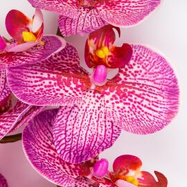 Латексная орхидея, розовая, 86 см СПАСЕННАЯ ПОЗИЦИЯ, изображение 3 ᐒ купить на  ❤ Like7km.com.ua