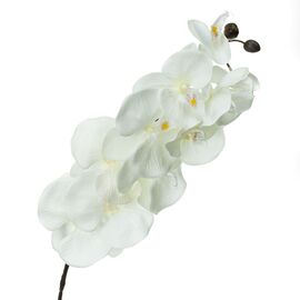 Орхідея онцидиум, біла, изображение 2 ᐒ купить на  ❤ Like7km.com.ua