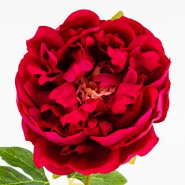 Искусственный пион с эффектом живого прикосновения, розовый, 60 см, изображение 2 ᐒ купить на  ❤ Like7km.com.ua