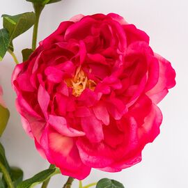 Искусственный пион с 3 бутонами с эффектом живого прикосновения, кремово-розовый, 80 см, изображение 3 ᐒ купить на  ❤ Like7km.com.ua