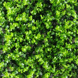 Фитомодуль искусственный "Самшит", 50*50 cм, изображение 3 ᐒ купить на  ❤ Like7km.com.ua