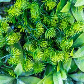 Фитомодуль искусственный "Травяной микс", 50*50 cм, изображение 5 ᐒ купить на  ❤ Like7km.com.ua