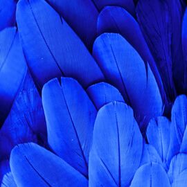 Декоративные перья, синие YOO-HOO!, изображение 2 ᐒ купить на  ❤ Like7km.com.ua