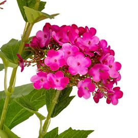 Гортензия "Магнит", розовая, 70 см, изображение 3 ᐒ купить на  ❤ Like7km.com.ua