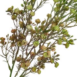 Ветка сухоцвета полевого зеленая, изображение 2 ᐒ купить на  ❤ Like7km.com.ua