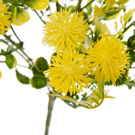 Букет Астры, желтый, изображение 2 ᐒ купить на  ❤ Like7km.com.ua