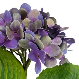 Цветок искусственный "Гортензия Papillon" синяя, изображение 6 ᐒ купить на  ❤ Like7km.com.ua