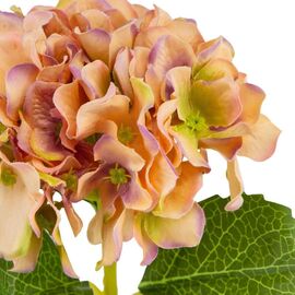 Букет "Гортензия комнатная" оранжевая, изображение 3 ᐒ купить на  ❤ Like7km.com.ua