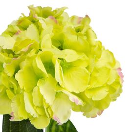 Гортензия (74 см), изображение 3 ᐒ купить на  ❤ Like7km.com.ua