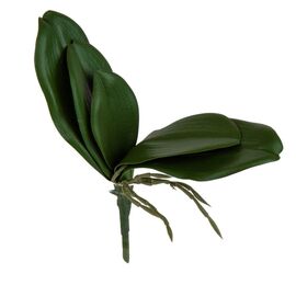 Листья орхидеи, изображение 2 ᐒ купить на  ❤ Like7km.com.ua