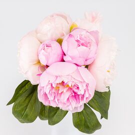 Букет пионов, 7 бутонов, пудрово-лиловый, 28 см СПАСЕННАЯ ПОЗИЦИЯ, изображение 3 ᐒ купить на  ❤ Like7km.com.ua