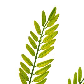 Ветвь папоротника зелёно-желтая искусственная, изображение 3 ᐒ купить на  ❤ Like7km.com.ua