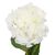 Искусственная гортензия "Клара", кремовая, изображение 2 ᐒ купить на  ❤ Like7km.com.ua