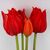 Букет латексных тюльпанов, 5 бутонов, красный, 50 см, изображение 2 ᐒ купить на  ❤ Like7km.com.ua