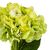 Цветок искусственный "Гортензия лимонная", изображение 3 ᐒ купить на  ❤ Like7km.com.ua