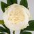 Искусственный пион, белый, 70 см, изображение 3 ᐒ купить на  ❤ Like7km.com.ua