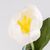 Искусственный тюльпан с эффектом живого прикосновения, белый, 45 см, изображение 3 ᐒ купить на  ❤ Like7km.com.ua